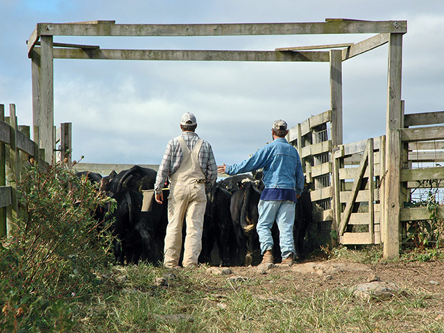 The way cattle are handled, especially while loading or unloading them from trailers, can take away from their value at the sale barn. (DTN/Progressive Farmer photo by Becky Mills)